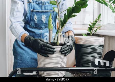 Die Gärtnerin transplantiert Zimmerpflanzen und verwendet eine Schaufel auf dem Tisch. Zamioculcas Konzept der Pflanzenpflege und Hausgarten. Frühjahrspflanzung. Geldbaum Stockfoto