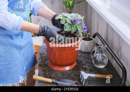 Die Gärtnerin gibt in einem Topf die Transplantion violett. Konzept der Heimarbeit und Pflanzen von Blumen in Topf. Vergossene Saintpaulia-violette Blüten. Housewif Stockfoto