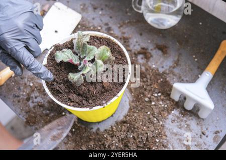 Die Gärtnerin gibt in einem Topf die Transplantion violett. Konzept der Heimarbeit und Pflanzen von Blumen in Topf. Vergossene Saintpaulia-violette Blüten. Housewif Stockfoto