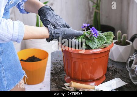 Die Gärtnerin gibt in einem Topf die Transplantion violett. Konzept der Heimarbeit und Pflanzen von Blumen in Topf. Vergossene Saintpaulia-violette Blüten. Housewif Stockfoto