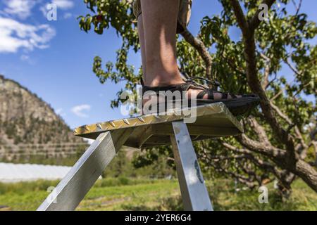 Frau auf Obstpflückenleiter neben einem Pfirsichbaum. Nahaufnahme auf ihren Füßen, sie trägt Wandersandalen im Freien. Pfirsiche Obstgarten Stockfoto