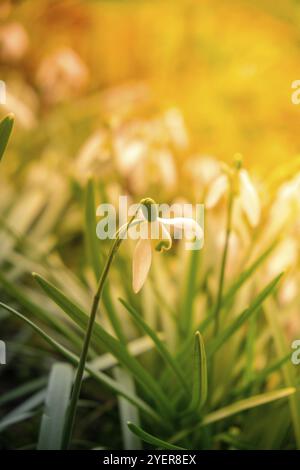 Frühlings-Schneeflocken-Blume, Leucojum vernum. Schneeglöckchen Blumen im Hintergrund des Sonnenlichts. Hallo Spring Concept. Wunderschöner Natur Hintergrund. Die erste Ausschreibung Stockfoto