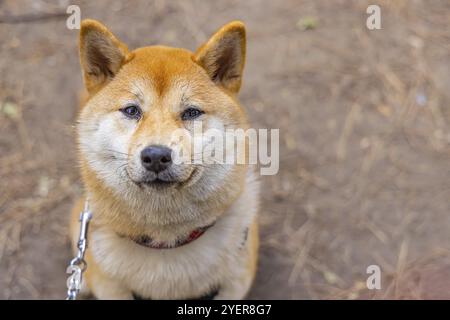 Nahaufnahme eines bezaubernden roten Shiba Inu Hundes im Freien mit Kopierraum rechts. Berühmte japanische Arbeitsrasse von Spitzen Eckzähnen Stockfoto