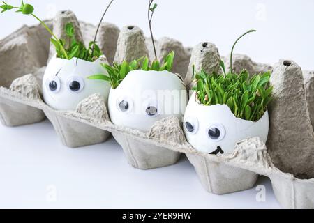 Frisches Micro Greens. Mikrogreens von Rucola und Kresse wachsen in weißer Eierschale mit lustigen Gesichtern. Sprossen. Sämlinge ohne Kunststoff. Wachsende Mikrogrüns Stockfoto