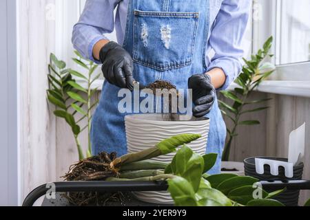 Die Gärtnerin transplantiert Zimmerpflanzen und verwendet eine Schaufel auf dem Tisch. Zamioculcas Konzept der Pflanzenpflege und Hausgarten. Frühjahrspflanzung. Geldbaum Stockfoto