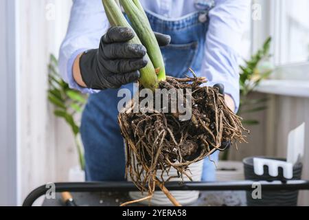 Die Gärtnerin transplantiert Zimmerpflanzen und verwendet eine Schaufel auf dem Tisch. Zamioculcas Konzept der Pflanzenpflege und Hausgarten. Frühjahrspflanzung. Geldbaum Stockfoto