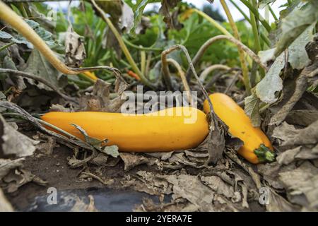 Zwei frische Bio-Erbstücke gelbe Crookneck Squash Pflanzenfrüchte zwischen trockenen Blättern Nahaufnahme selektiver Fokus, Gemüse auf offenem Feld anbauen Stockfoto