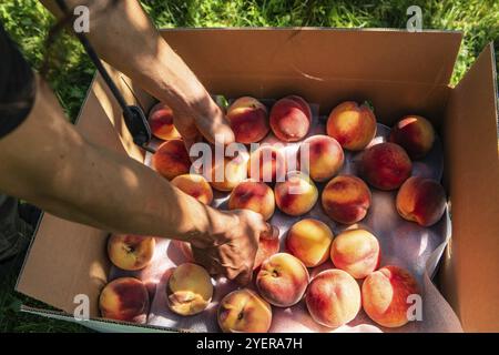 Man händet, wie er frische und reife Pfirsichfrüchte in eine Kartonverpackung packt, in einen Bio-Bauernhof nimmt und Pfirsiche im Obstgarten-Konzept pflückt Stockfoto