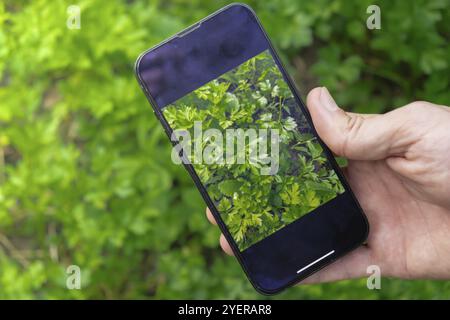 Hand des Bauern fotografiert Petersilienernte im Garten mit Smartphone. Online-Verkauf über soziale Medien lokal angebautes Bio-Gemüse von Greenho Stockfoto