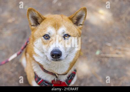 Detailliertes Porträt eines Reifen roten Shiba-Inu-Hundes. Der kleinste der japanischen Spitzhunde, erkennbar an den weißen Urajiro-Markierungen. Mit Kopierraum Stockfoto