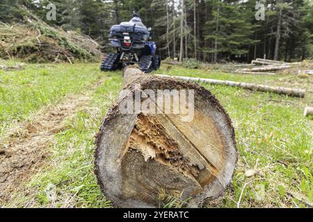 Nahaufnahme selektiver Fokus auf das Schnittende eines frisch geschlagenen Kiefernstammes. Ein unscharfes Quad-Bike wird im Hintergrund gesehen, das Holzscheite im Wald transportiert Stockfoto