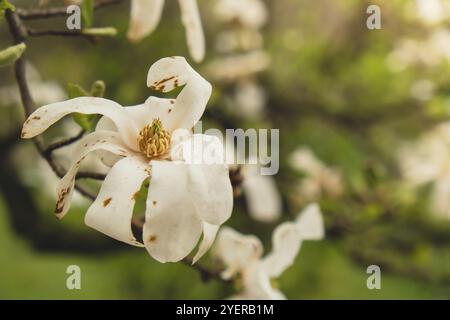 Sulange-Magnolie-Nahaufnahme am Baumzweig. Magnolienblüte im Frühjahr. Rosa Chinesen oder Untertasse Magnolien Blumen Baum. Zartes rosa und weißes Flowe Stockfoto