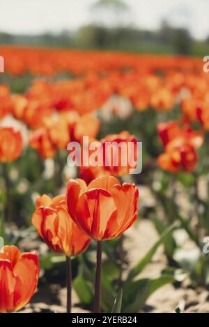 Tulpenblumen blühen in der Gartenlandschaft. Gestreifte Tulpen wachsen auf blühender Wiese am sonnigen Tag Keukenhof. Schöner Frühlingsgarten mit Mann Stockfoto