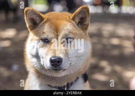 Blick auf eine reife rote Shiba Inu mit verschwommenem Hintergrund im Wald während eines Spaziergangs. Beliebte kleine Spitz-Rasse aus Japan Stockfoto