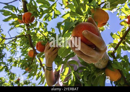 Bei geringer Blickwinkel und Nahaufnahme der Hand der Frau pflückt die Pfirsichfrüchte vom Boden des Baumzweigs und pflückt Früchte im Obstgarten in der Farm Stockfoto