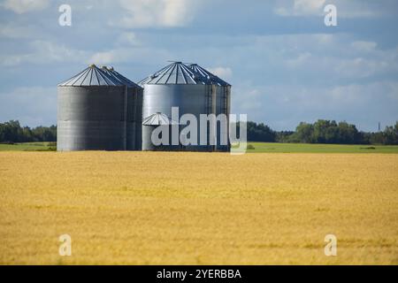 Einen malerischen Blick auf eine Gruppe von Stahl losem Getreide Silos und goldene Ernte Feld gegen einen blauen bewölkten Himmel mit kopieren. Landwirtschaft in Alberta, Kanada Stockfoto