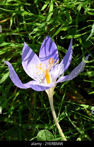 Lila/blaue Blüten und orangene Staubblätter von Herbstkrokus, Crocus speciosus, im britischen Garten Oktober Stockfoto