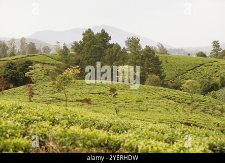 Fernsicht auf das Teefeld Stockfoto