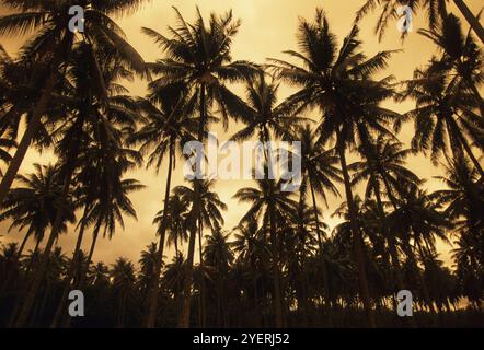 Palmen am Abendhimmel Stockfoto