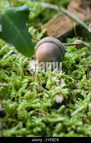 Acorn liegt im Herbst auf dem Waldboden mit Moos und Blättern Stockfoto