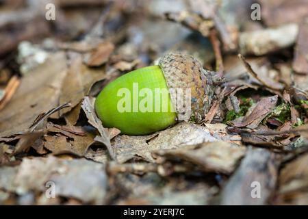 Acorn liegt im Herbst auf dem Waldboden mit Moos und Blättern Stockfoto