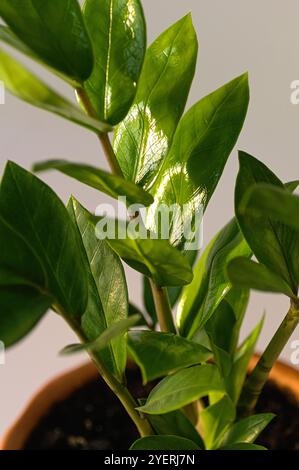 Grüne Zweige von Zamioculcas oder Zamiifolia zz Pflanzennaht. Vertikaler Freischnitt. Stockfoto