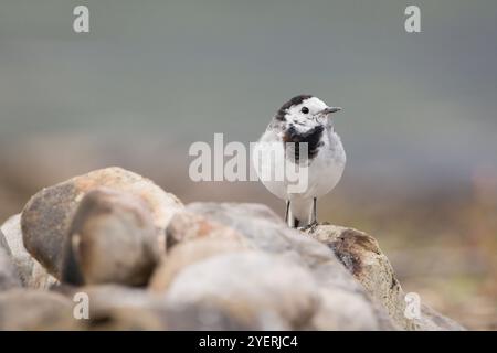 Bachtail sitzt auf einem Stein am Seeufer Stockfoto