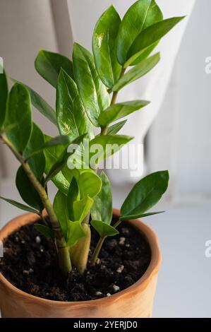 Zamioculcas Pflanze in einem braunen Keramiktopf auf hellem Hintergrund. Konzept des gemütlichen Heims. Nahaufnahme. Vertikaler Freischnitt. Stockfoto