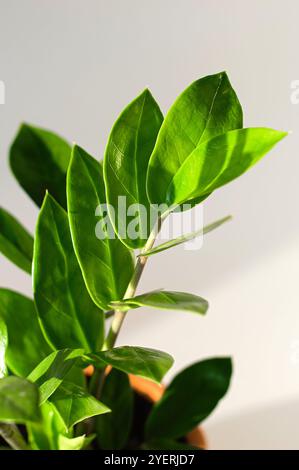 Grüne Zweige von Zamioculcas Nahaufnahme. Zamiifolia oder ZZ Pflanze. Vertikaler Freischnitt. Hausgarten und Naturkonzept. Stockfoto