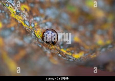 Eine winzige Schnecke in ihrer Schale auf einem herbstlichen Blatt mit unscharfem Hintergrund. Stockfoto