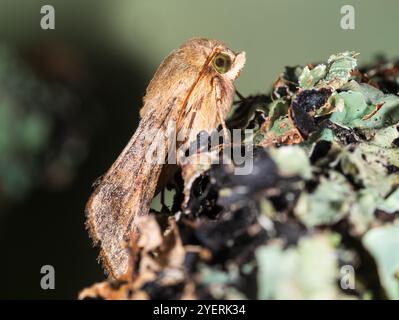 Britischer Herbst fliegende Wandermotte Helicoverpa armigera, seltener umrandeter Straw, Baumwollollwurm, eine bedeutende Schädlingsart Stockfoto