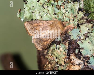 Britischer Herbst fliegende Wandermotte Helicoverpa armigera, seltener umrandeter Straw, Baumwollollwurm, eine bedeutende Schädlingsart Stockfoto