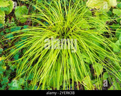 Dünne, bogenförmige Blätter in einem Hügel des harten, ausdauernden Bowle's Golden Sedge, Carex elata „Aurea“ Stockfoto