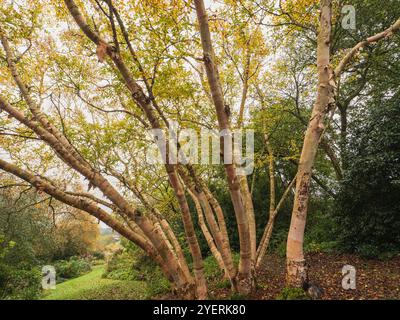 Mehrere Stiele mit silberner Rinde und goldenem Herbstlaub der Zierbirke Betula ermanii „Grayswood Hill“ Stockfoto