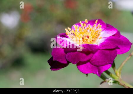 Schöne Blumen auf einem Rosenstrauch Rosa violacea, auch bekannt als La Belle Sultane Stockfoto