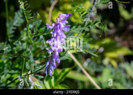 Wicken, vicia cracca wertvolle Honigpflanze, Futter und Heilpflanze. Zerbrechliche lila Blüten im Hintergrund. Wollblüte oder Futterwuchsblüte in Frühlingsgar Stockfoto