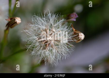 Schönheit in der Natur Löwenzahnsamen Nahaufnahme, die in blaugrünem türkisfarbenem Hintergrund bläst. Nahaufnahme von Löwenzahn auf Wiesenhintergrund, künstlerisches Naturmakro. Stockfoto