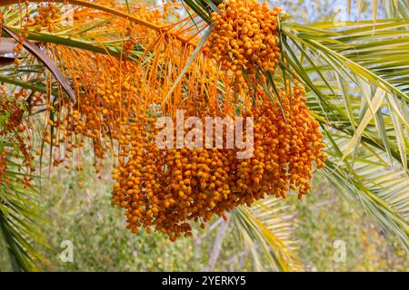 Goldgelbe Datteln reifen auf einer Dattelpalme im Nachmittagslicht Stockfoto