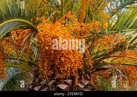 Goldgelbe Datteln reifen auf einer Dattelpalme im Nachmittagslicht Stockfoto