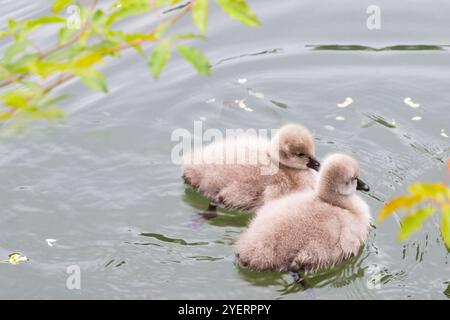 Schwanenbabys im Wasser. Zwei graue, kleine stumme Schwanenzygnets, die im Genfer See schwimmen. Cygnus olor im Frühling. Stockfoto