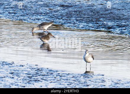 Gemeinsamer Rothahn, Tringa totanus und Spotted Rothank, Tringa erythropus am Firth of Forth in Grangemouth, Schottland, Großbritannien. Stockfoto