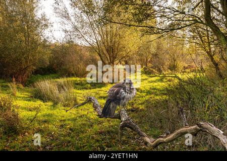 Porträt eines Bussardes, Buteo buteo, in der Herbstlandschaft, die auf einem toten, zerbrochenen, rustikalen, verwitterten Baumzweig ruht, der die Kamera gegen ein verschwommenes Ou betrachtet Stockfoto