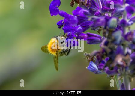 Nahaufnahme von sage Salvia „Misty“ Blue, Salvia mit sich nähernder Hummel, Bombus terrestris, mit deutlich sichtbarer langer Zunge gegen verschwommenes Bild Stockfoto