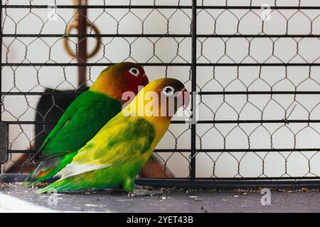 Zwei kleine Turteltauben zusammen in einem Käfig. Gelbe und grüne Vögel sind verliebt. Nerosier Agapornis Papageien. Vogelbeobachtung, Tierpflege im Zoo. Vogelfamilie Stockfoto