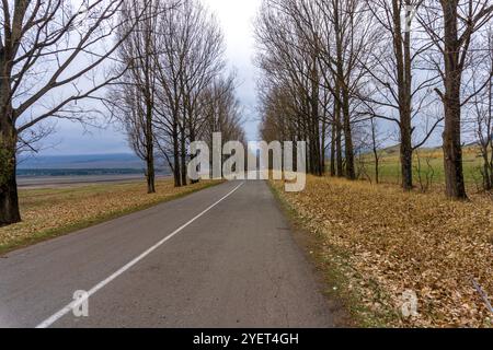 Eine Asphaltstraße mit einer weißen Trennlinie führt durch eine Gasse aus hohen, baumlosen Bäumen und geht in die Ferne. Herbstfarben Stockfoto