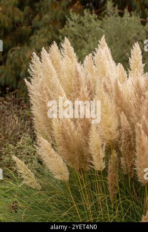 Immer beliebtes Pampas Gras (Cortaderia selloana) in halbgroßer Nähe mit etwas negativem Raum. Natürliche Muster, Natur, Umwelt, achtsam, auffällig Stockfoto