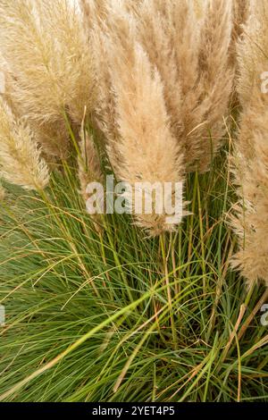 Immer beliebtes Pampas Gras (Cortaderia selloana) in halbgroßer Nähe mit etwas negativem Raum. Natürliche Muster, Natur, Umwelt, achtsam, auffällig Stockfoto