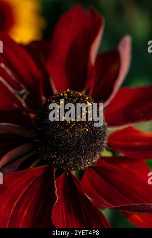Natürliches Nahaufnahme blühendes Pflanzenporträt von Rudbeckia Summerina Yellow, Summerina Series. Aufmerksamkeit erregend, schön, blühend, rot, kühl, Stockfoto