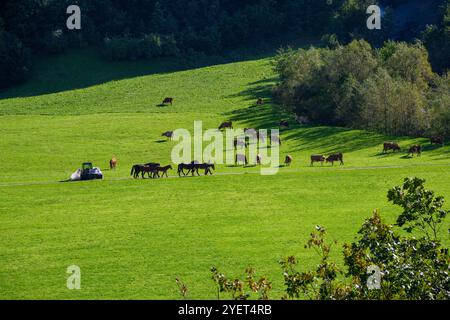 Eine große Anzahl von Pferden grasen auf der üppig grünen Wiese und genießen die warme Herbstsonne. Stockfoto