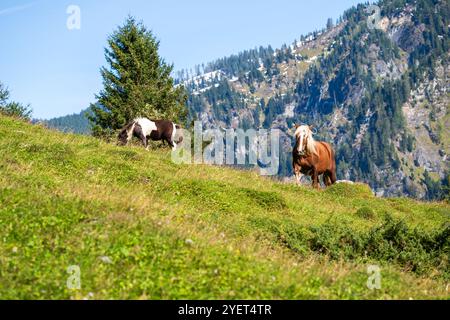 Zwei große braune Pferde auf einer Wiese in den Bergen. Stockfoto